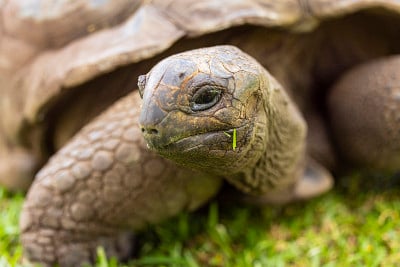 亚达伯拉巨龟(Aldabrachelys gigantea)，位于印度洋的塞舌尔群岛上