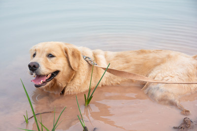 金毛猎犬在湖里泡水