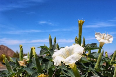 神圣的情感-约书亚树np - 050219 d