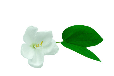 鲜白花盛开，绿叶小花粉孤立背景与修剪路径