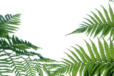 热带蕨类叶子在白色孤立的背景为绿色树叶的背景