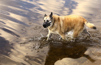 牧羊犬老狗戴着口鼻走在湖水里
