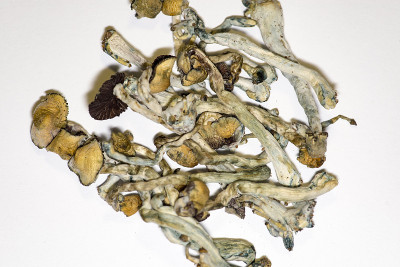 麻醉菌类、干性麻醉物质