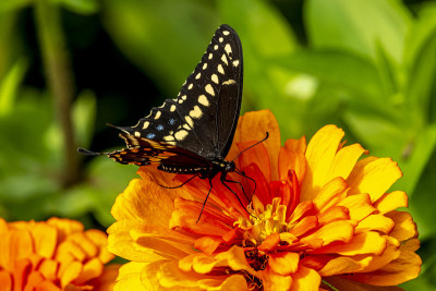 Papilio troilus，香料灌木燕尾蝶