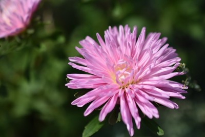 紫菀五彩花微距照片