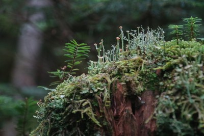 苔藓的森林