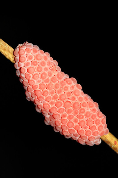 黄金applesnail鸡蛋