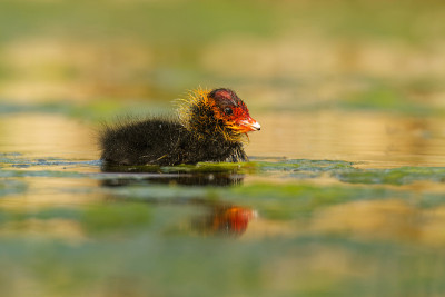带雏鸟的欧亚白骨顶(Fulica atra)，称为普通白骨顶，澳大利亚白骨顶，是白骨顶科的一员，分布