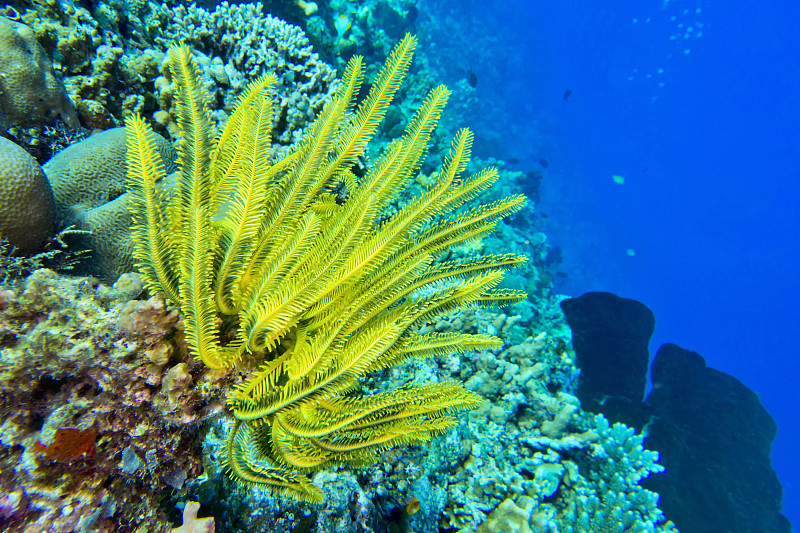 海扇，Bunaken国家海洋公园，印度尼西亚