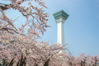 2018年4月29日，日本北海道函馆:五横阁的春天，前景中盛开的樱花。
