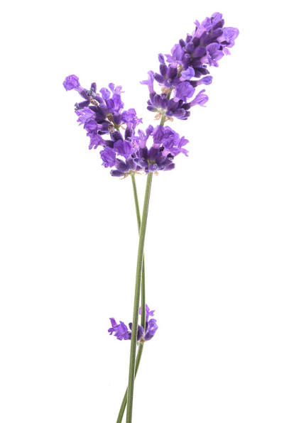 薰衣草花