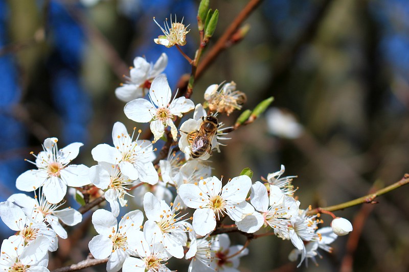 野生蜜蜂