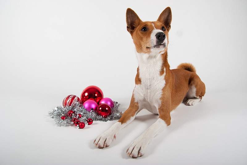 Basenji