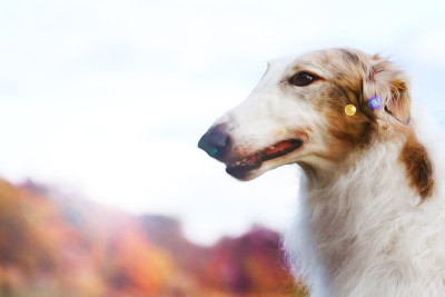 猎狼犬俄动物
