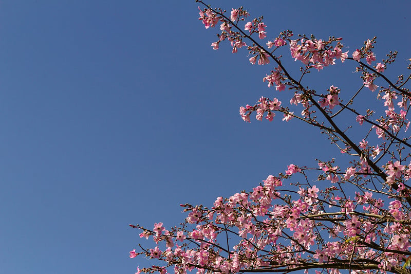 花枝。