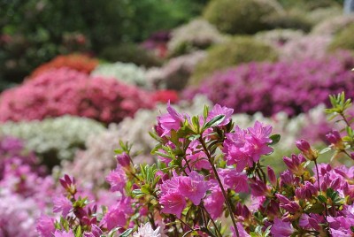 佐贺公园里的杜鹃花