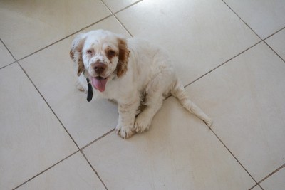 小克伦伯犬