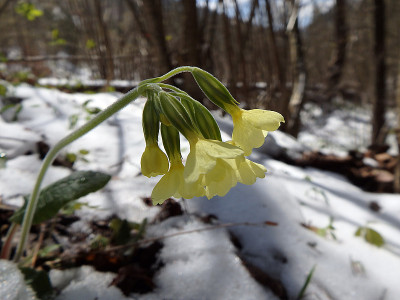 花，报春花，雪，