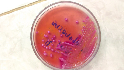 微生物学实验室