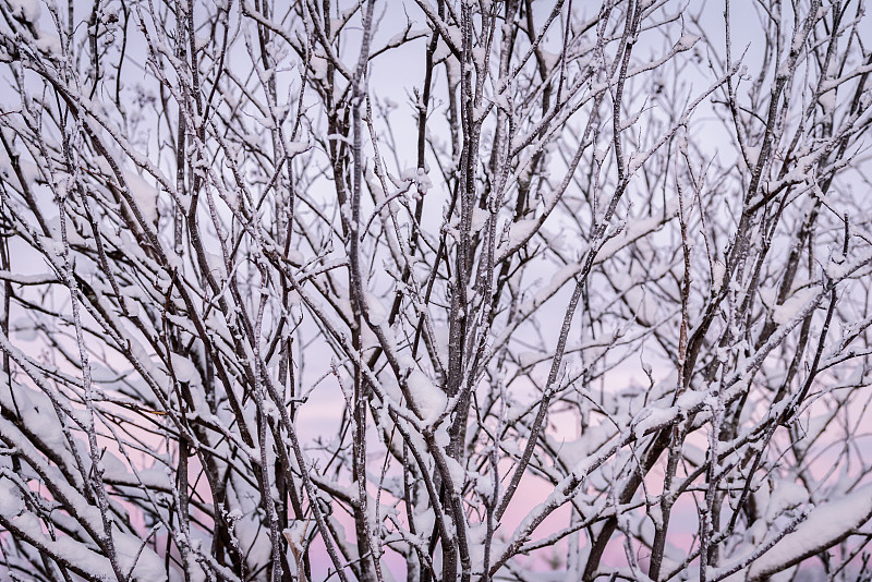 芬兰库库库鲁度假村的树枝上覆盖着厚厚的积雪和冬季的夕阳。