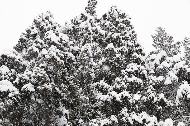 在雪霜