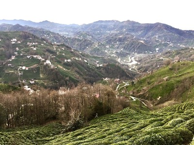 红茶新茶村