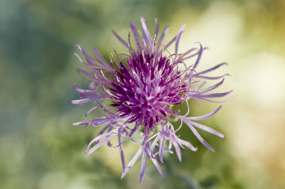 Spikey紫色的花