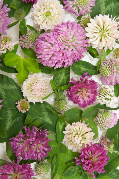 背景从花