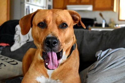 斗牛犬打哈欠