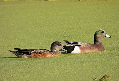 美洲Wigeon (Anas Americana)雄性和雌性在湿地中游泳