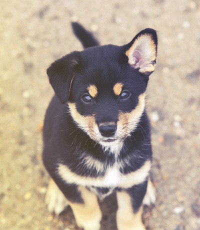 柴犬幼犬，复古效果