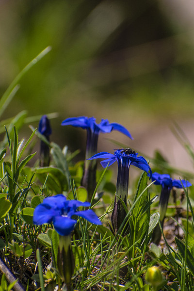 蓝色的高山花朵