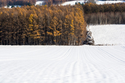 彩色的落叶松森林和雪地