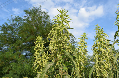 荨麻的开花