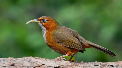 锈颊弯刀鸟(Erythrogenys Erythrogenys)是一种原产于东南亚的雀鸟科鸟类。
