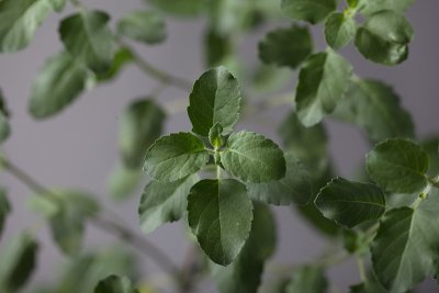 神圣的图拉西plantм