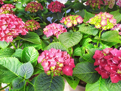 漂亮的粉红色和红色的绣球花在花盆里
