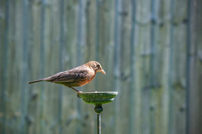 雌性画眉，Turdus merula，栖息在板油花园鸟类喂食器上