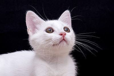 美丽的猫孤立在黑色背景。