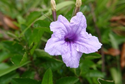 紫色的花