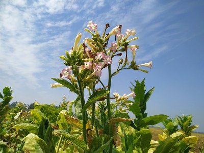 烟叶植物生长在农业中。粉红色的花蓝色的天空