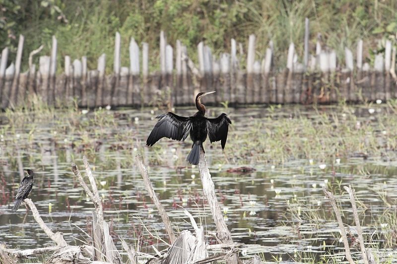 非洲飞镖，Anhinga rufa，在树枝上