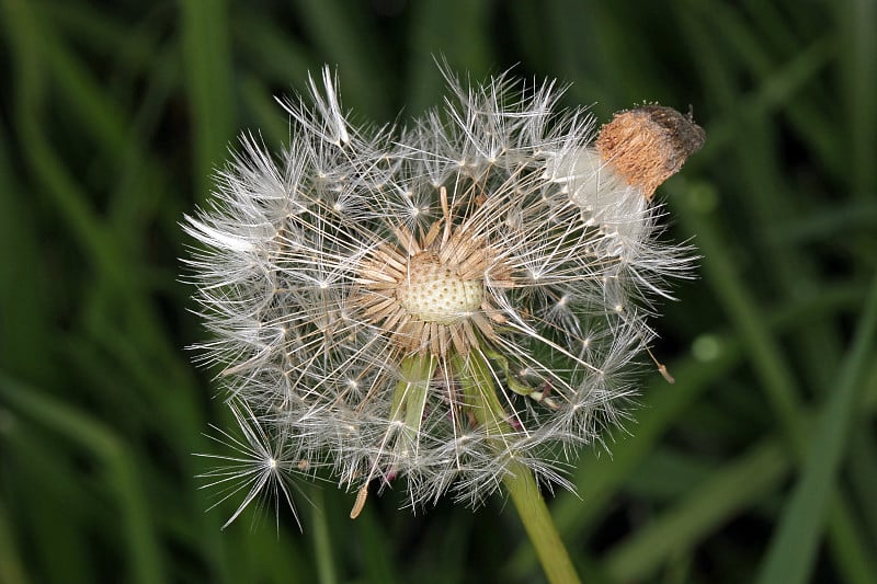 蒲公英花结子了。