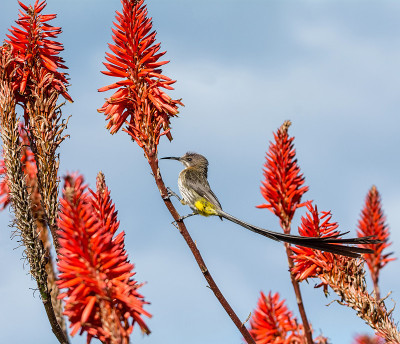 Sugarbird角