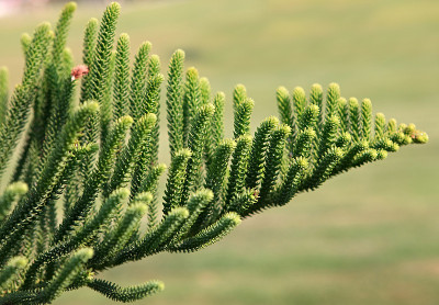 Araucaria excelsa。