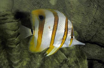 Copperband Butterfly, chelmon rostratus