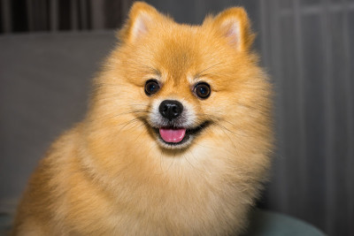 狗/狗博美犬微笑