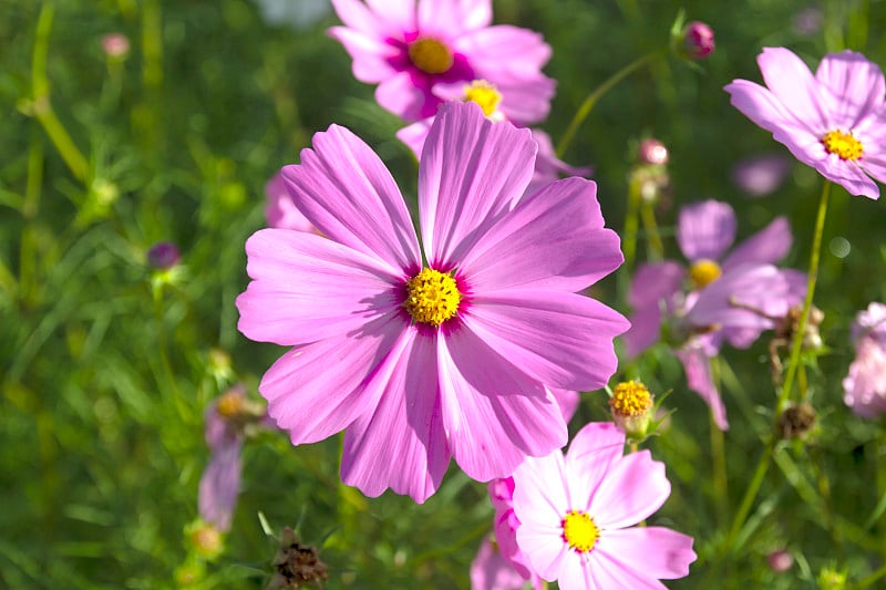 宇宙花(宇宙双pinnatus)模糊的背景