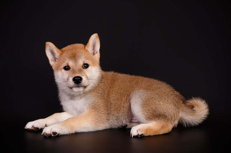 日本柴犬的彩色背景