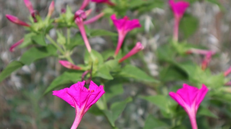 花园中粉红色凤仙花的特写镜头